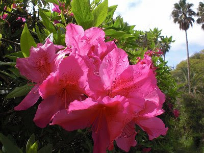 ツツジ 赤色花 ツツジ科 江田島って どんなとこ