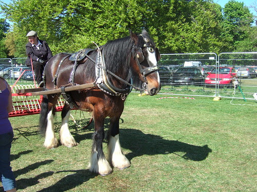shire horse