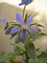 Borage flowers