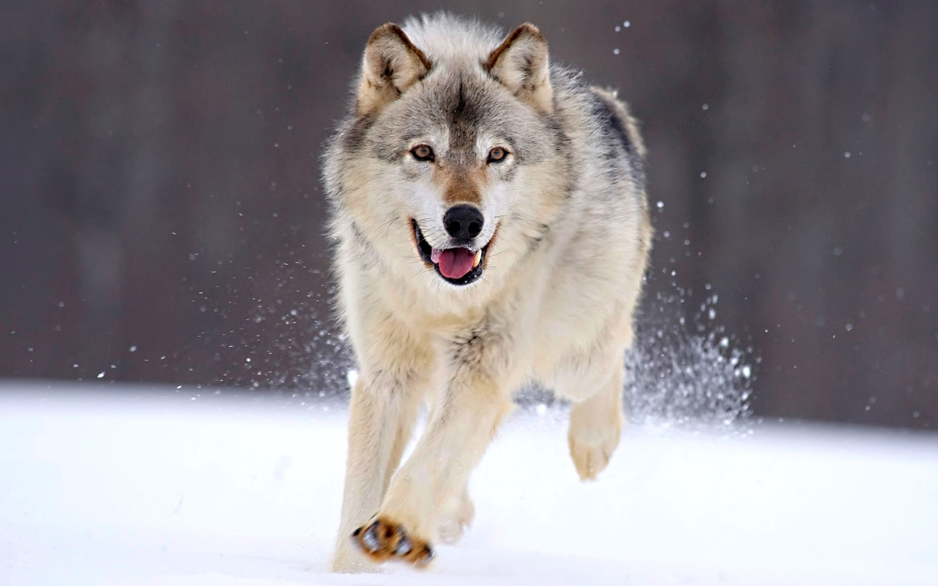 Wolf Hd Pics