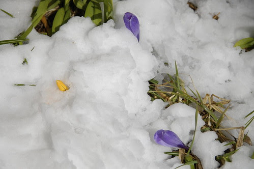 This is why I plant crocus