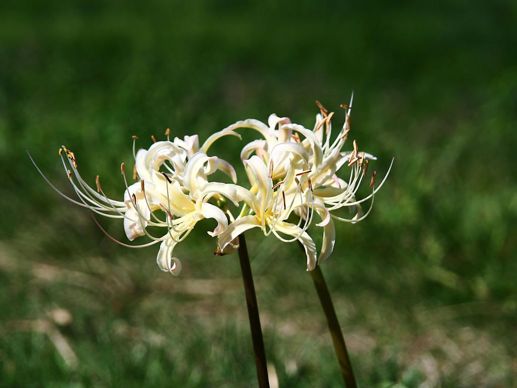 白色の花の彼岸花 白花曼珠沙華 シロバナマンジュシャゲ 壁紙写真集 無料写真素材