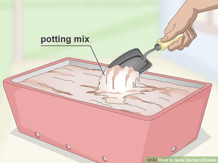 Grow Gerbera Daisies Step 16.jpg