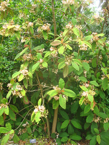 Saurauia madrensis