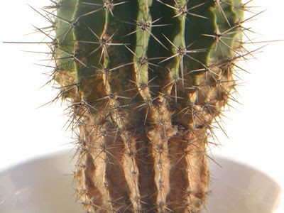 ヨーコマンのサボタニ 病害虫リスト