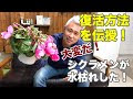 [最も選択された] シクラメン 枯れた 990035-シクラメン 枯れた花
