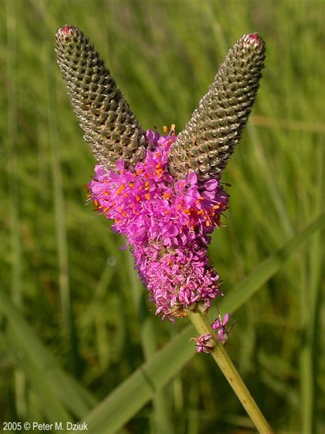 The spruce / autumn wood evergreen flowering plants represent the best of both worlds. Dalea purpurea (Purple Prairie Clover): Minnesota Wildflowers