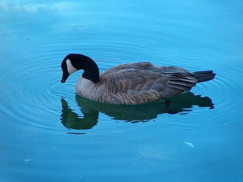 13-09-TahoeCityGoose