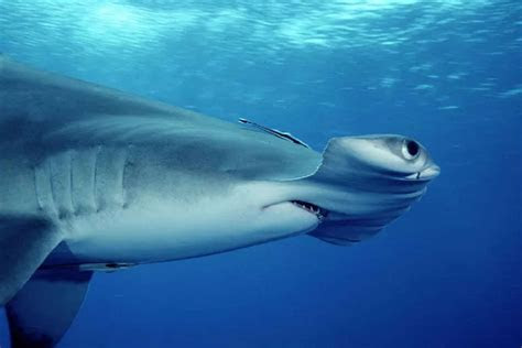 hewan  termasuk ovovivipar ilmu penerang