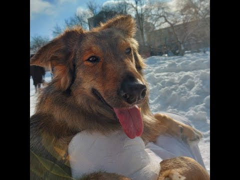 Rescue a poor dog with a disease that makes it impossible to walk.