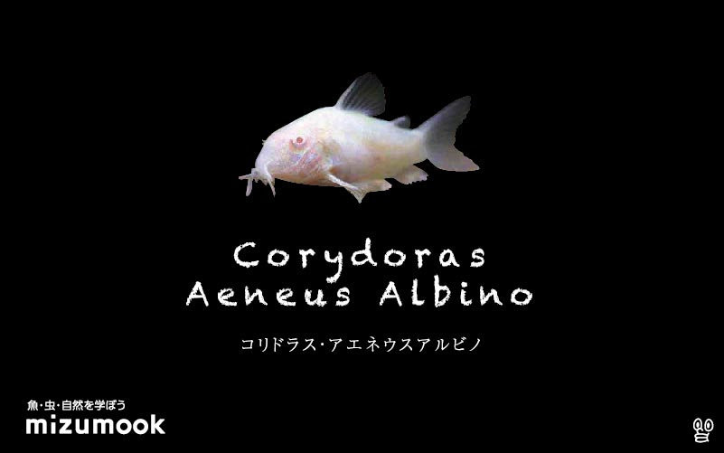コリドラス アエネウス アルビノの飼い方 飼育 混泳 大きさ 繁殖 種類 ミズムック