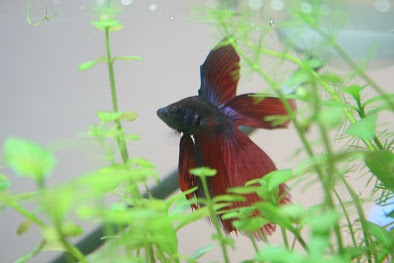 14日目 ヒレに穴がぁ 熱帯魚初心者のこれでいいのか ベタ飼育日記とインコ飼育日記 楽天ブログ