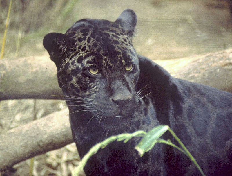 File:Black jaguar.jpg