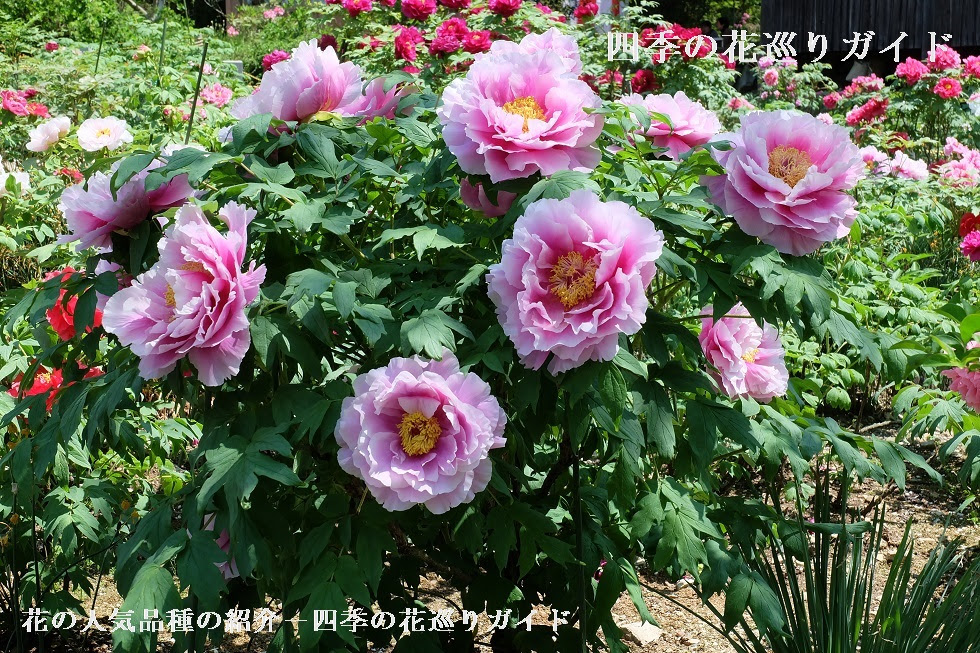 ボタン 花の人気品種の紹介