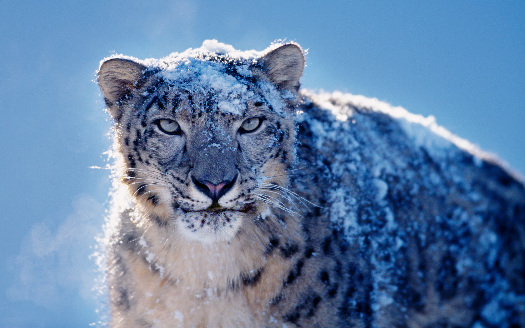 Apple Snow Leopard Download Peatix [ 1050 x 1680 Pixel ]