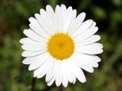 National And Popular Flowers In Russia Flowersussr