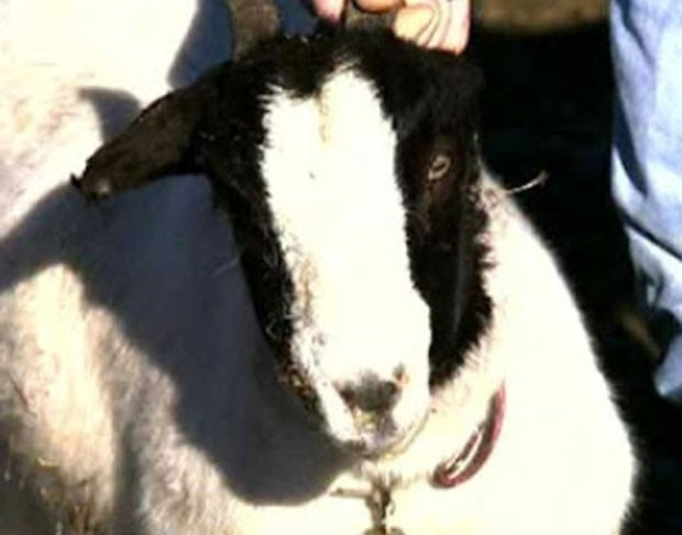 Cabra perdeu uma das orelhas em ataque misterioso (Foto: Reprodução)