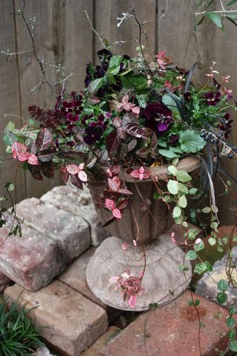 ビオラでシックな寄せ植え