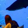 Clientes jantam no mais profundo tanque de tubarões da Europa, na Espanha