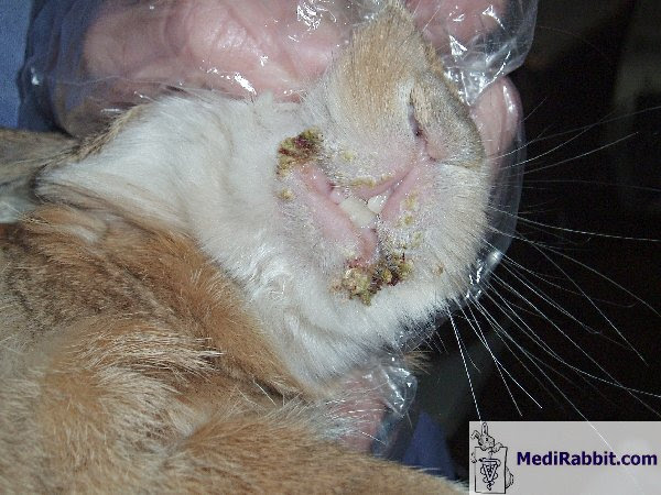Medirabbit