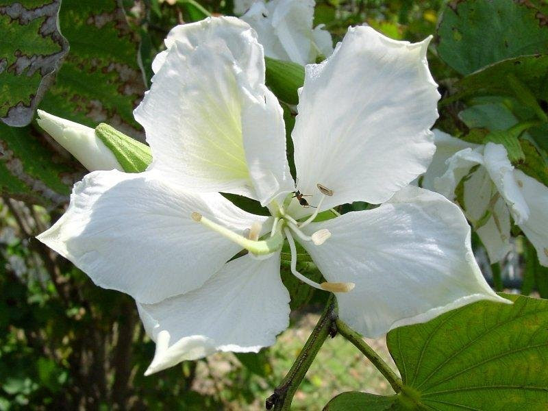 Full size picture of White Variegated Orchid Tree, White Butterfly Tree, Buddhist Bauhinia, White Mountain Ebony (<i>Bauhinia variegata var. candida</i>)