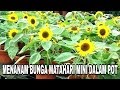 Bunga Matahari Mini - Tanaman Hias Bunga Matahari Mini Konstruksi Dan Taman 801693139 - Salah satu kultivar bunga matahari ini memiliki ukuran pendek.