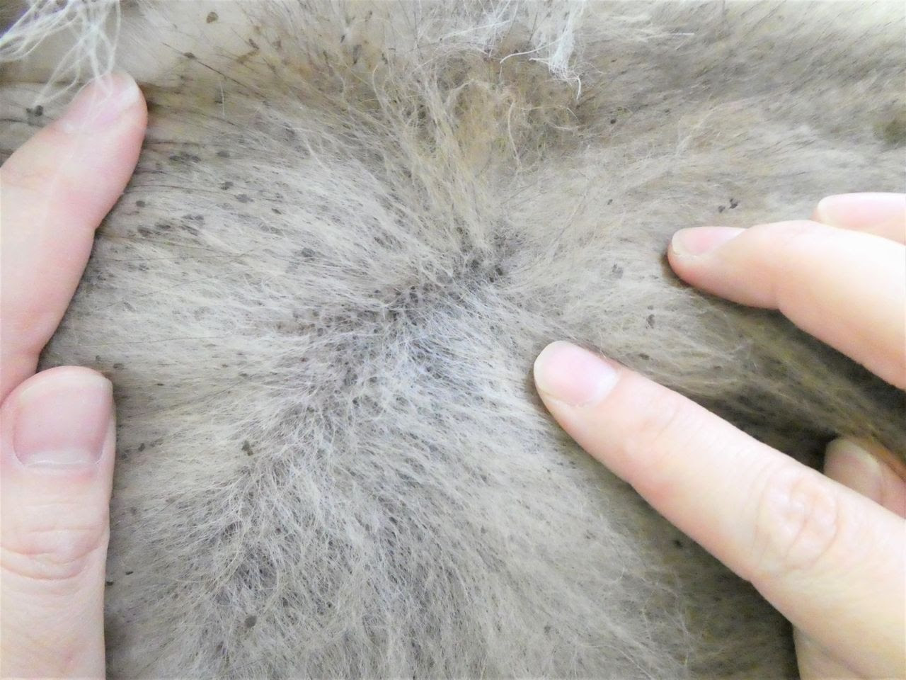 私たちはグルーミングを行うグルーマーです 栃木県宇都宮市のトリミングサロン Sweet Dog S