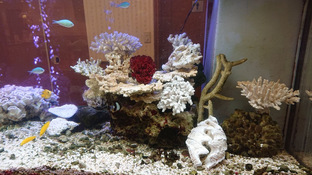 飾りサンゴレイアウトはいかが 水槽紹介 海水魚のパイオニア 日海センター 日海フィッシュコム