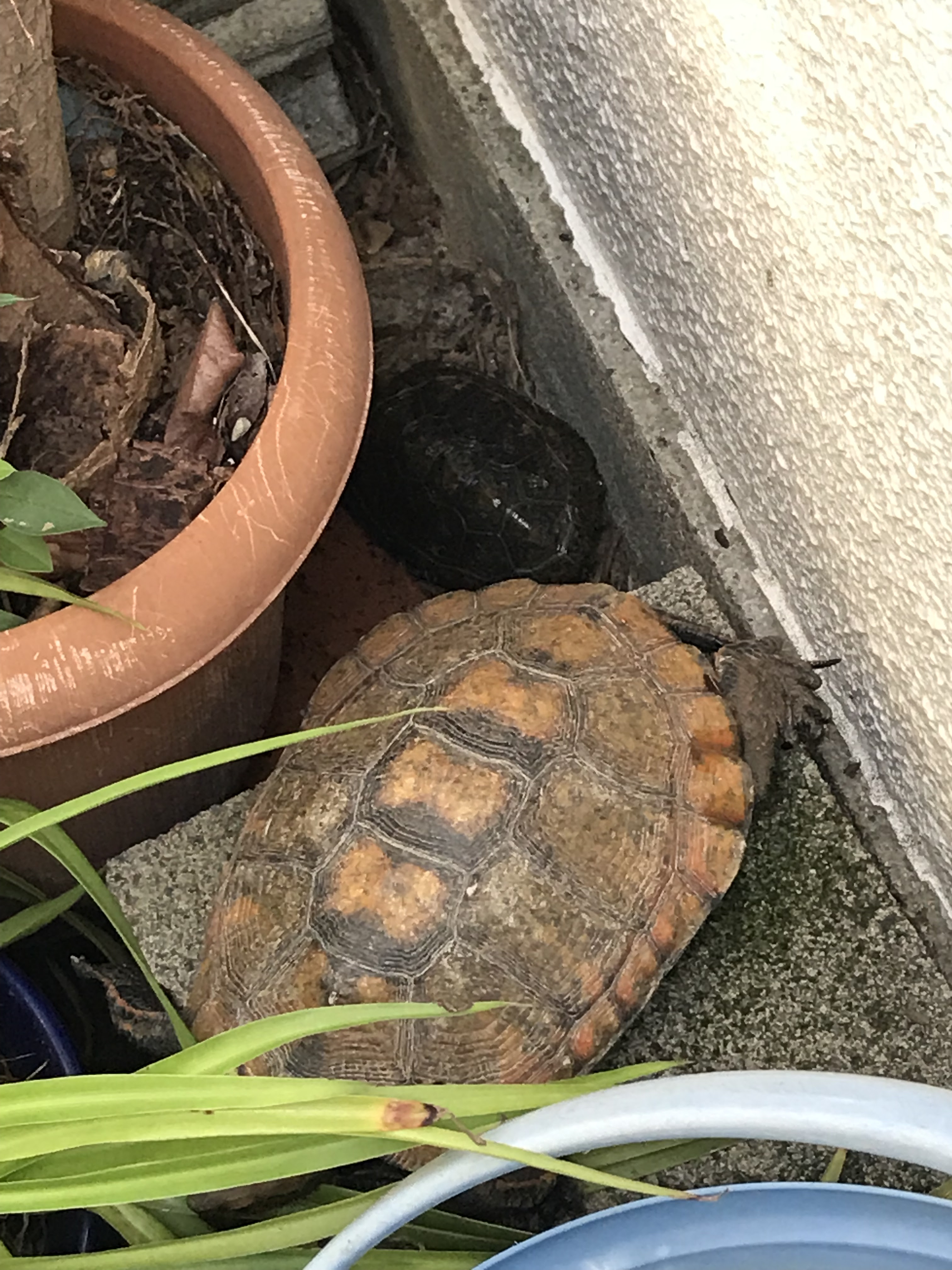 イシガメの飼育 京都市伏見区の保育園 社会福祉法人照真福祉会 かがやき保育園