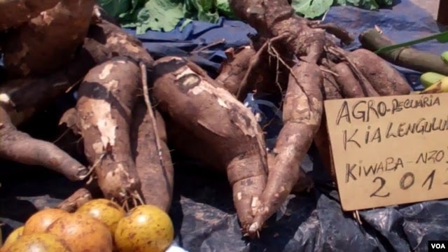 Angola Malanje Mandioca