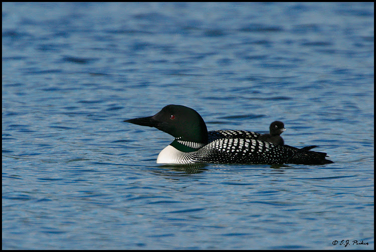 common loon images. Common Loon