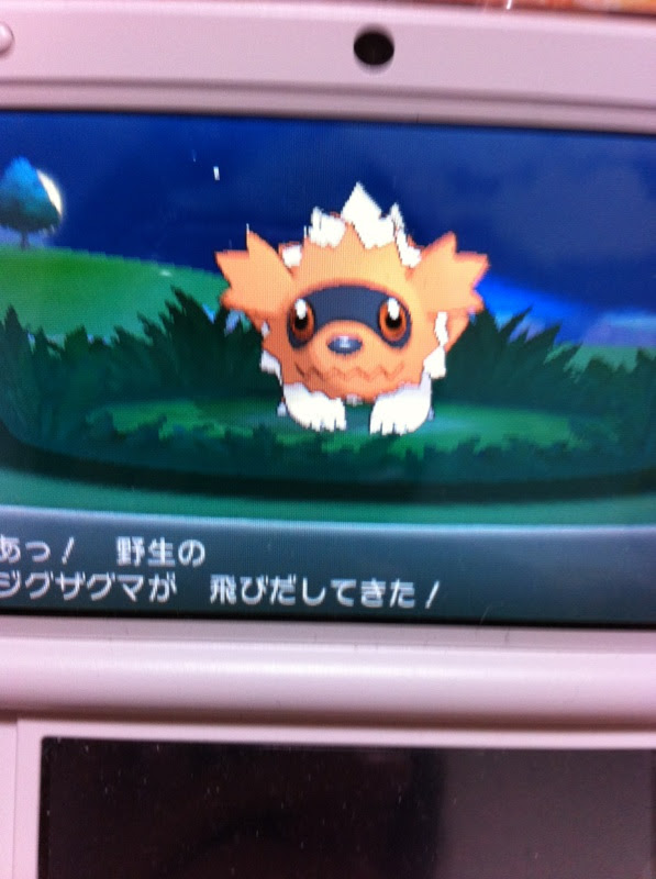 色違いに釘付け ジグザグマ マッスグマ Xy