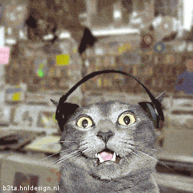 kucing musik