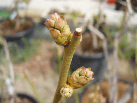 ブルーベリー苗からの成長記録 ２年目