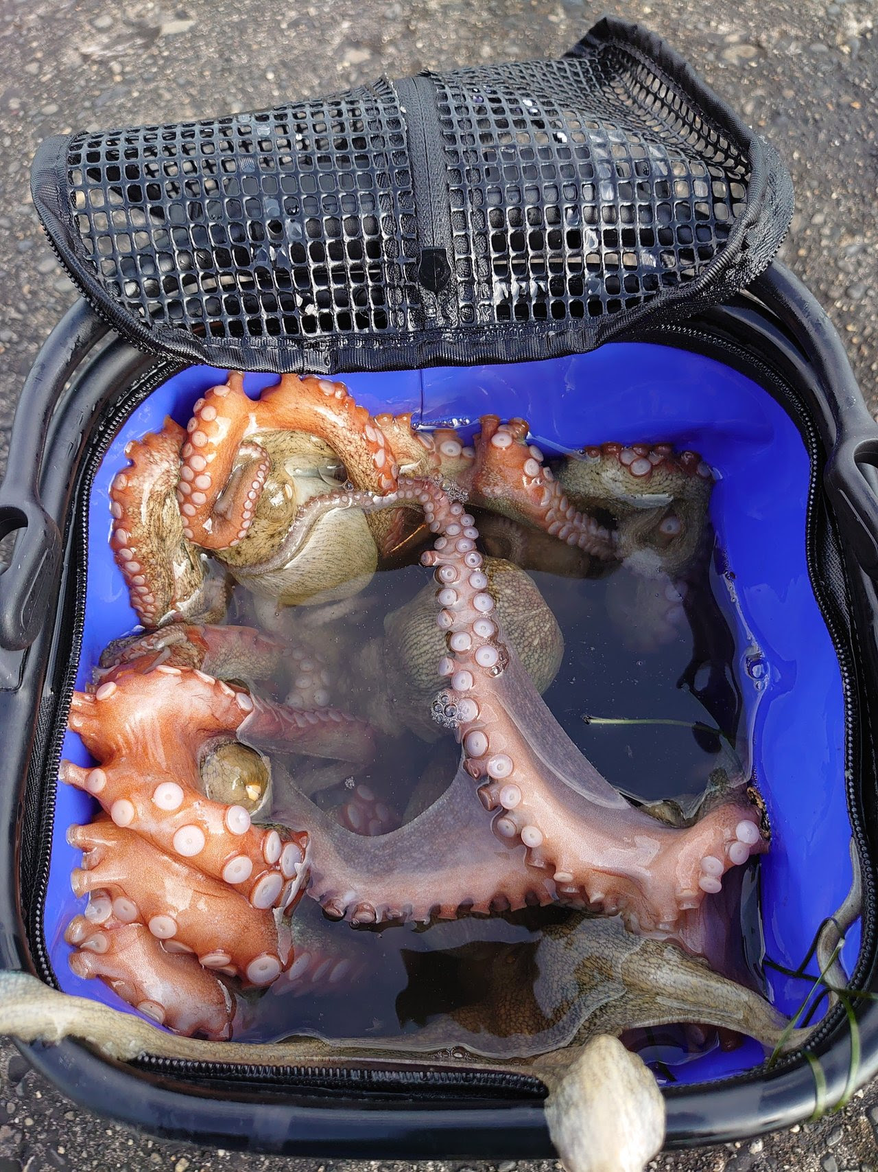 八千代店の釣り情報 つり具の上州屋 あなたのフィッシング アウトドアライフをサポート