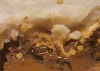 How to Make Yummy Tex-Mex Shepherd's Pie