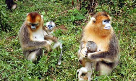 Biodiversity in China : Golden Monkeys at the Shennongjia National Natural Reserve