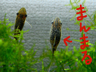 オトシンクルス 姉 戦わない