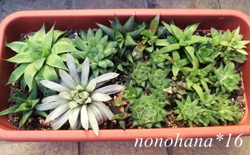 徒長ハオルチアの再生物語 多肉植物 Nonohana色