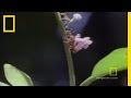 Leafcutter Ants