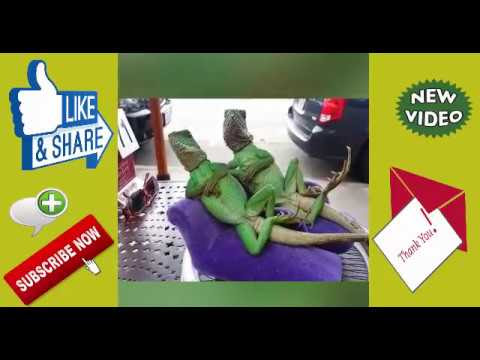video fun 2017  
