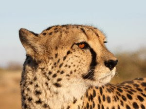 Cheetah face