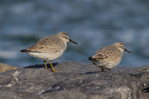 Red Knots