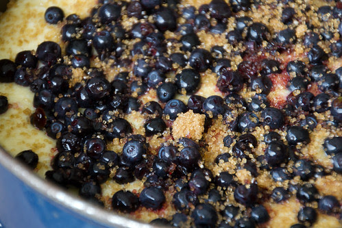 baked blueberry cheesecake with a sour cream jelly topping Coconut and Blueberry Cake