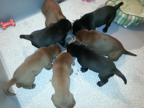 Doindogs Dew at 37 days