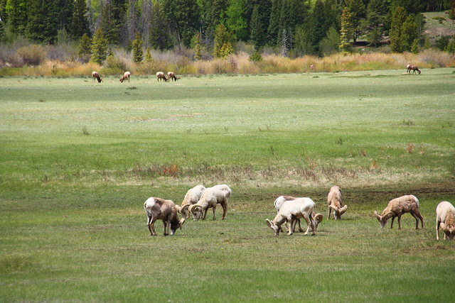 Bighorn and Elk