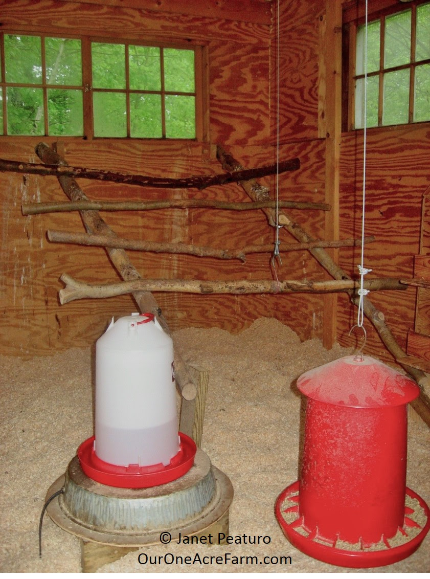 Guide to Designing the Perfect Chicken Coop