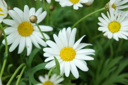 マーガレットの育て方 枯れた花はどうすればいいの 植物navi