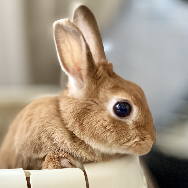 ウサギの平均寿命を種類ごとに解説 長生きさせる方法をご紹介します