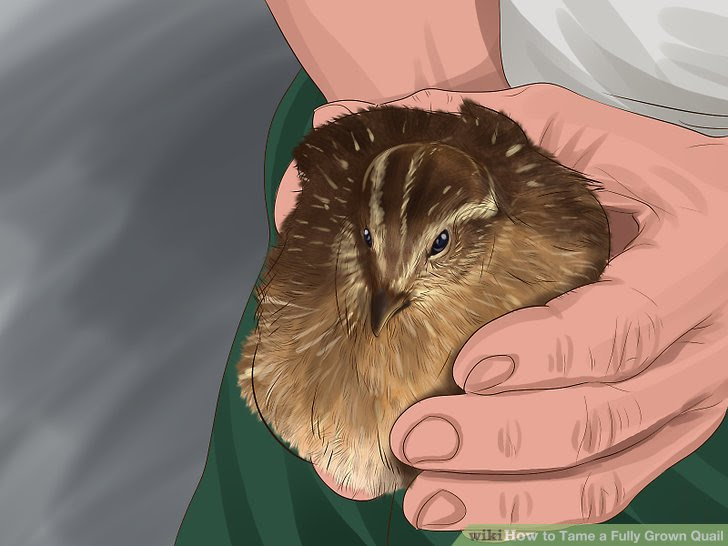 Tame a Fully Grown Quail Step 11.jpg
